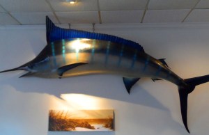 The marlin is still there and as big as ever.